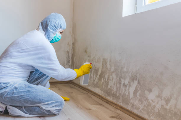 Licensed Mold Removal service in Strasburg, VA - WQB Mold Removal